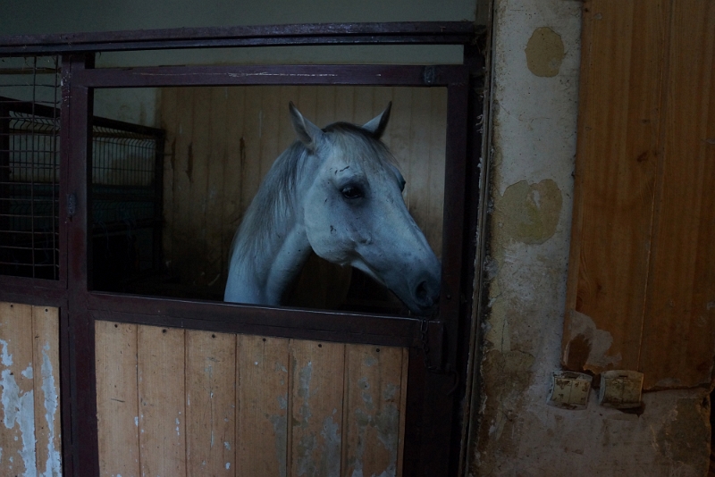 Andrei Marcu - Portret.jpg